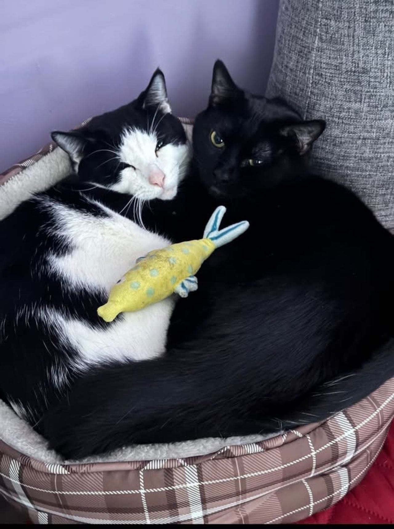 Any plans this weekend? How about meeting one of these adoptable pets: Jan 17-18