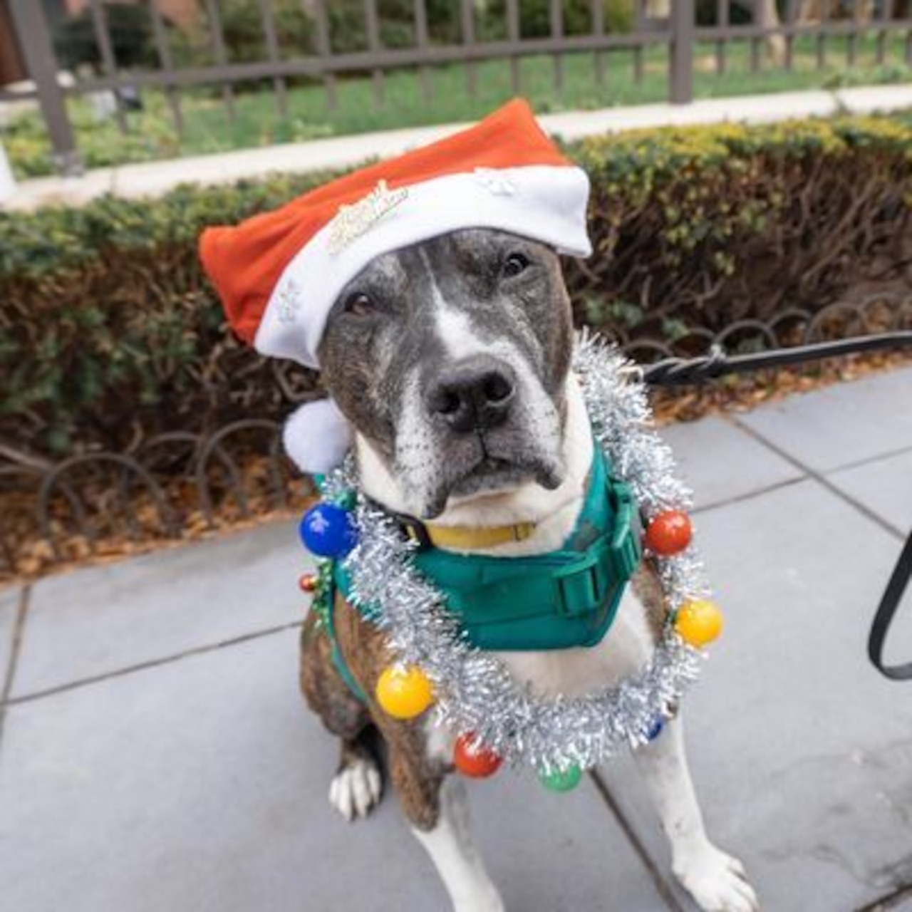 Any plans this weekend? How about meeting one of these adoptable pets: Jan 17-18