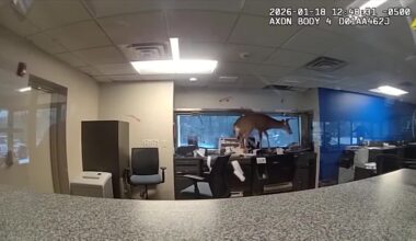 Buck crashes through bank window, sets off burglary alarm