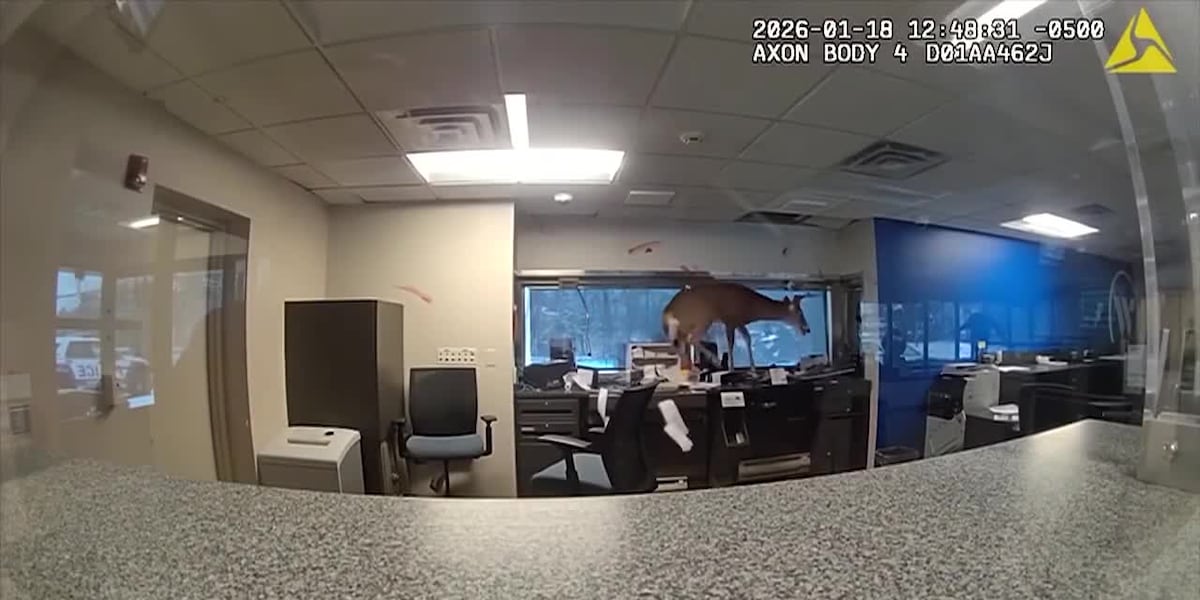 Buck crashes through bank window, sets off burglary alarm