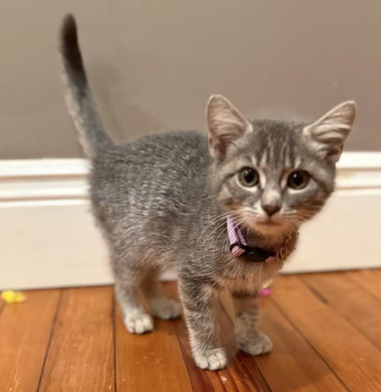 Adoptable pets to bring a smile to your face. Jan. 3-4