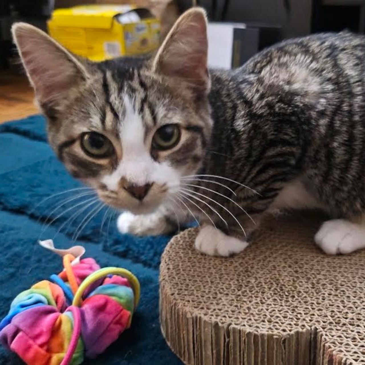 Spend these frigid days with a new friend—pets looking for a forever home. Jan 31- Feb 1