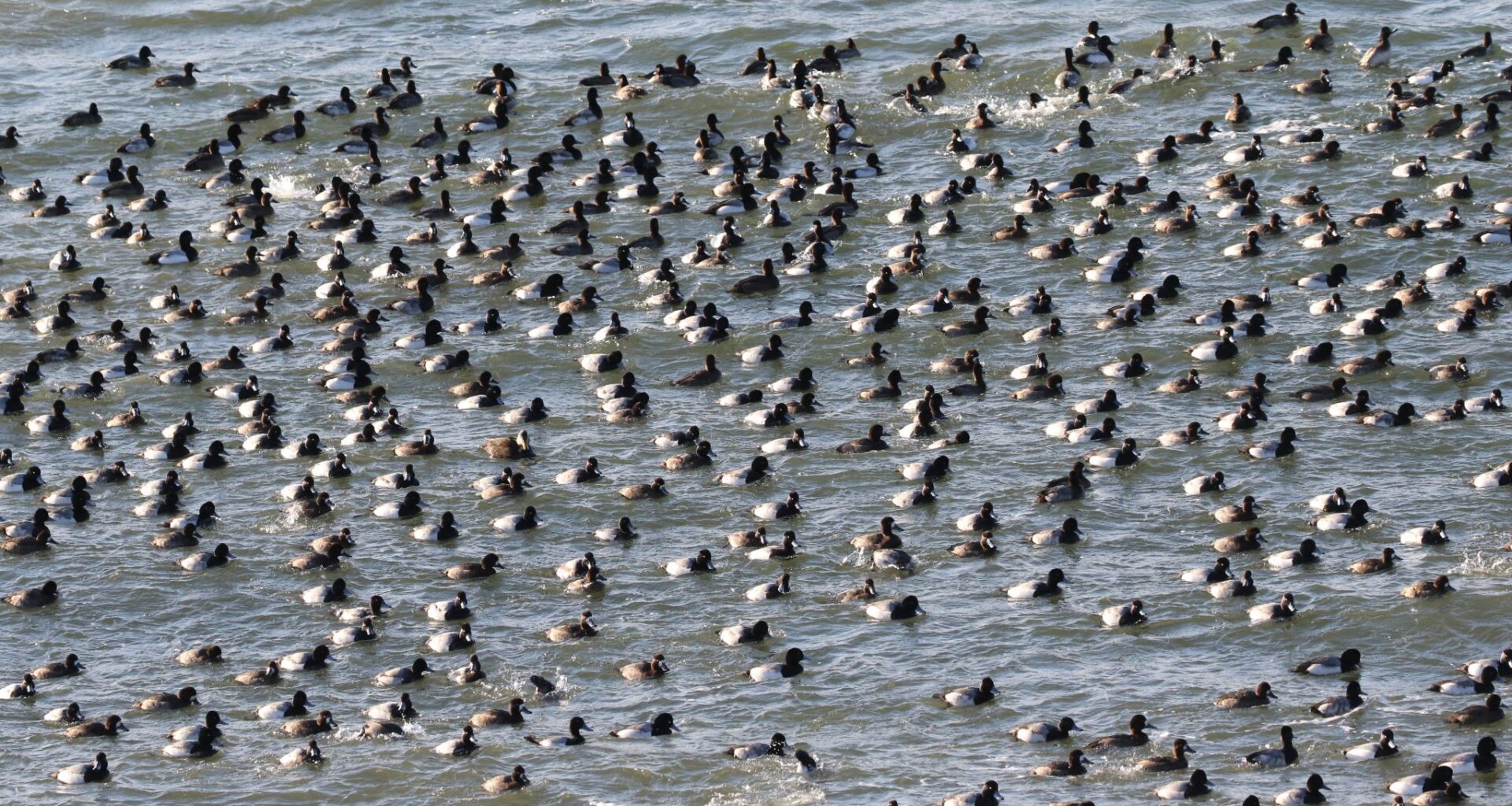 Avian flu alert: Spread continues in New York birds, mammals