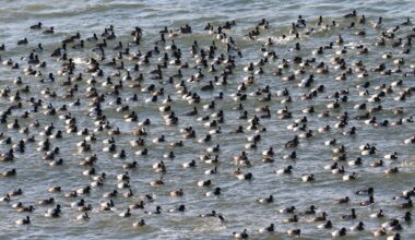 Avian flu alert: Spread continues in New York birds, mammals