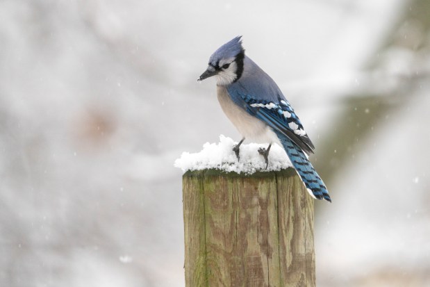 Snowfall and Wildlife Shots from Van Cortlandt Park in the Bronx on Sunday January 18, 2026. 