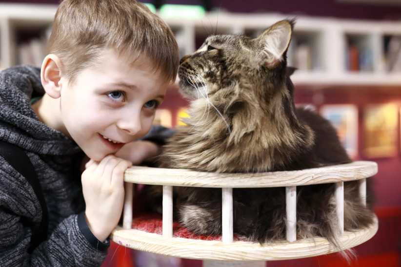 The Best Cat Café on Long Island & Westchester Family-Friendly Spots to Sip & Play with Cats