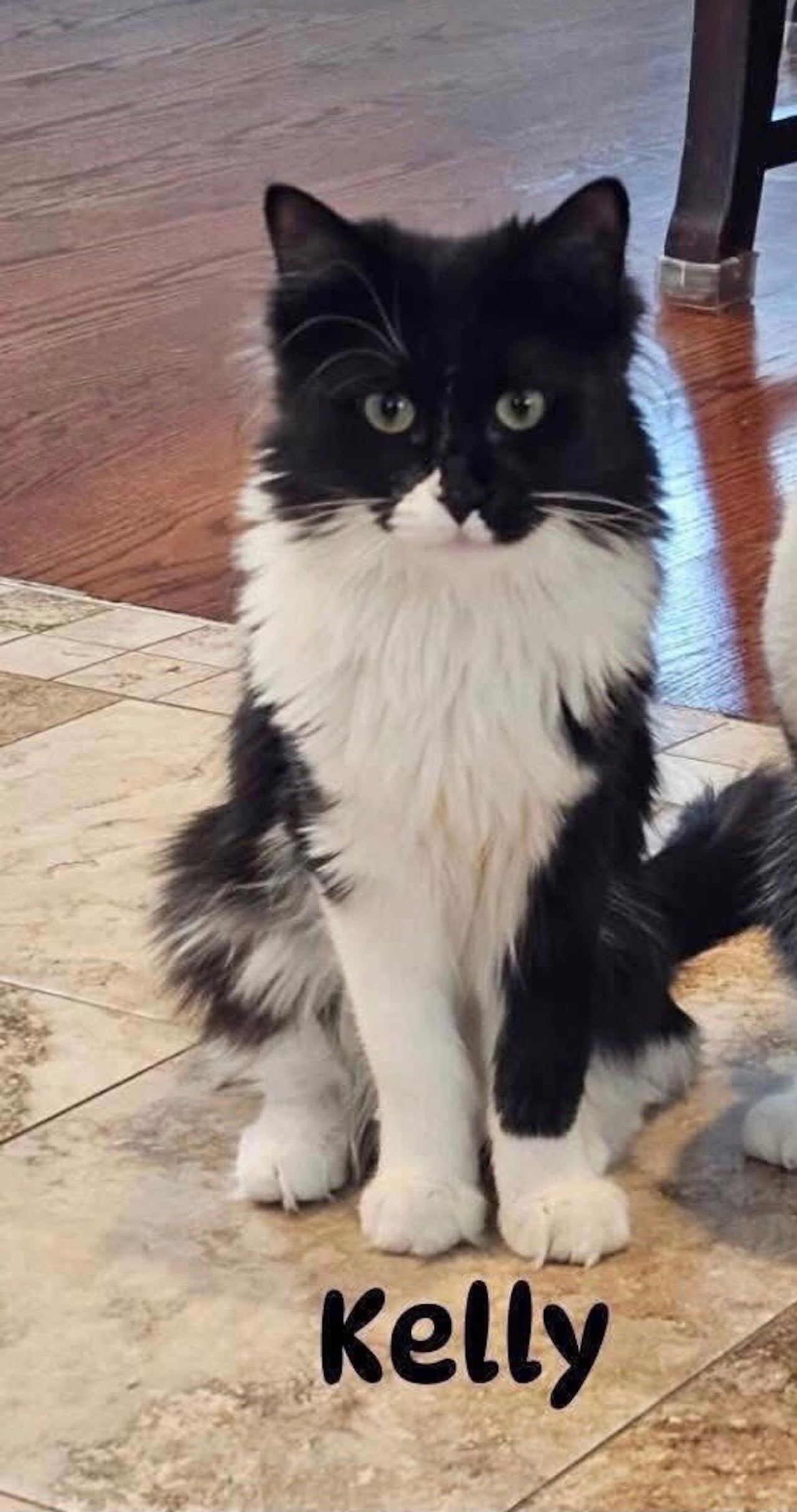 Spend these frigid days with a new friend—pets looking for a forever home. Jan 31- Feb 1