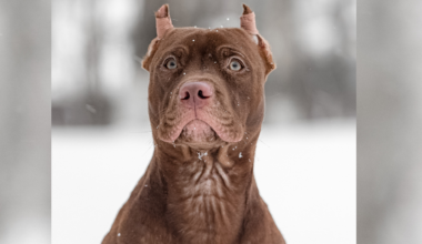 The shooting occurred Tuesday morning in St. Albans.