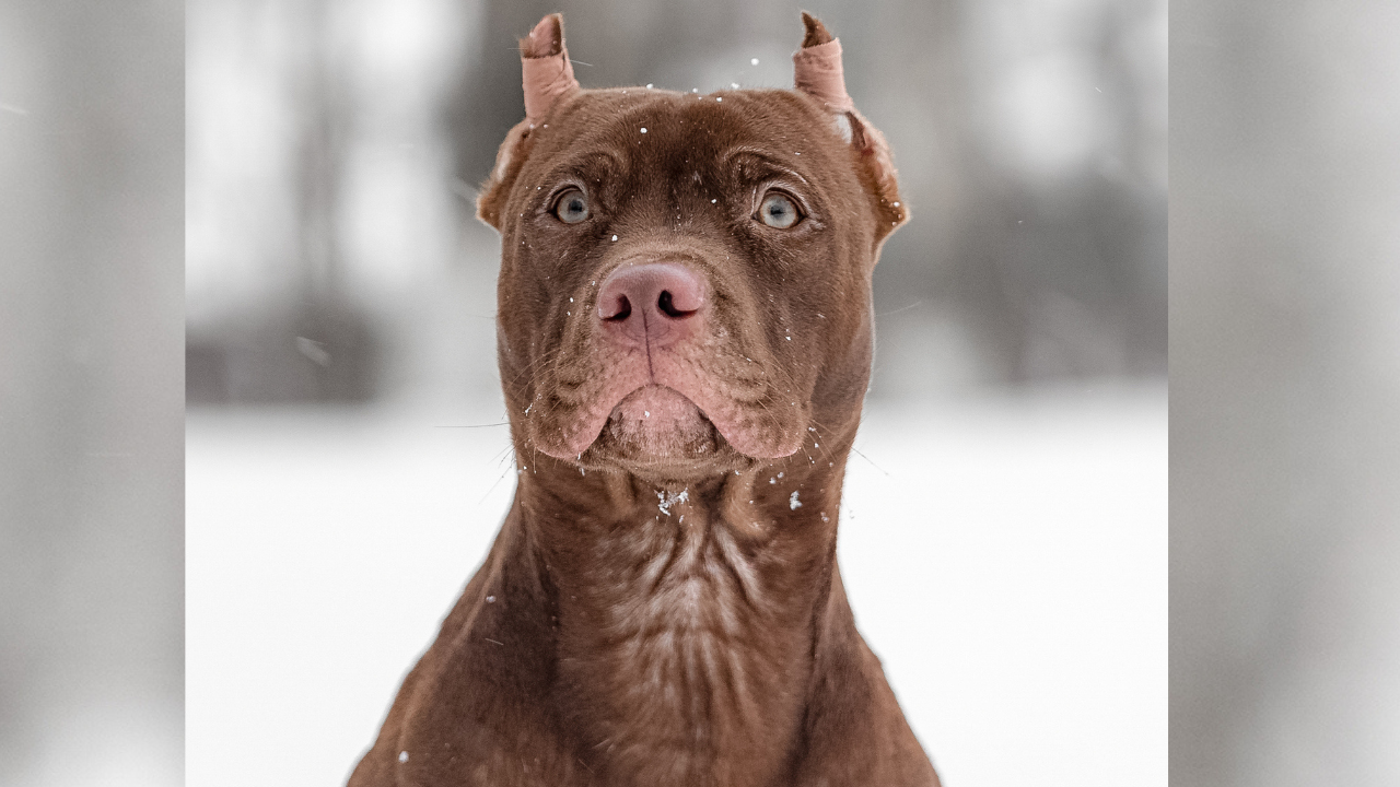 The shooting occurred Tuesday morning in St. Albans.