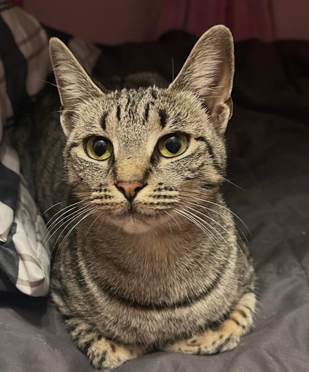 Adoptable pets to bring a smile to your face. Jan. 3-4