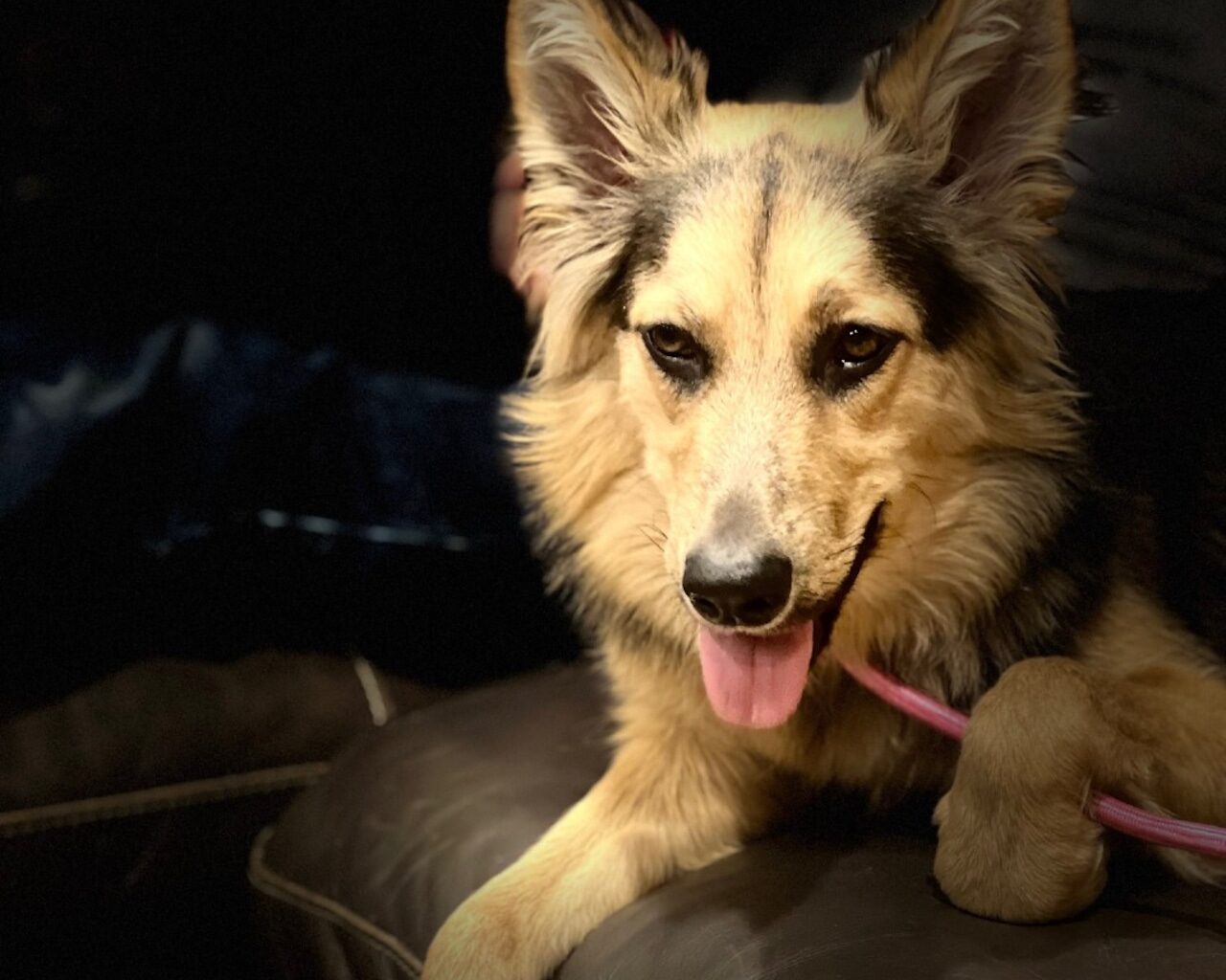 Adoptable pets to bring a smile to your face. Jan. 3-4