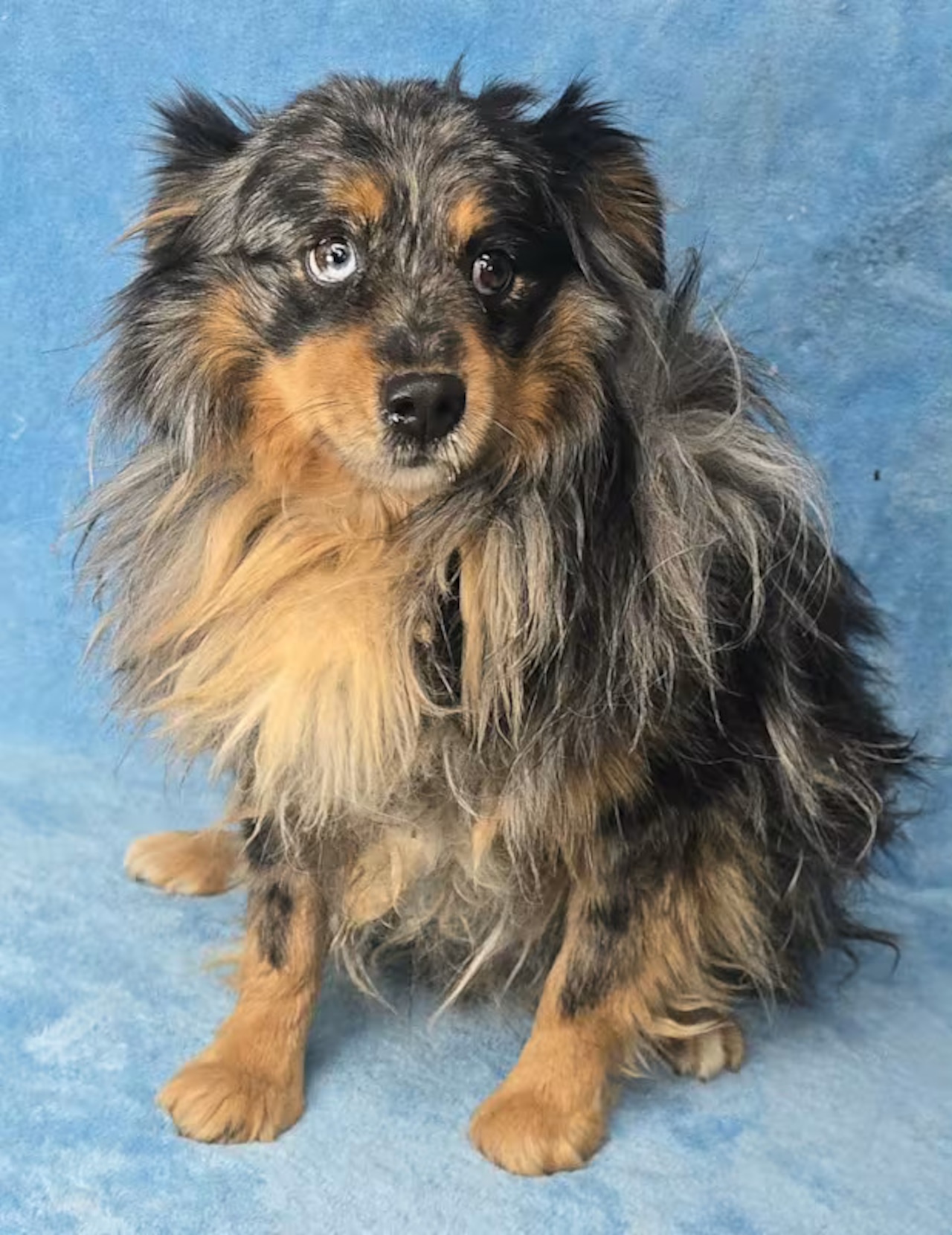 Spend these frigid days with a new friend—pets looking for a forever home. Jan 31- Feb 1