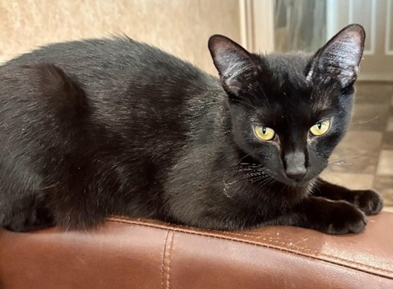 Any plans this weekend? How about meeting one of these adoptable pets: Jan 17-18