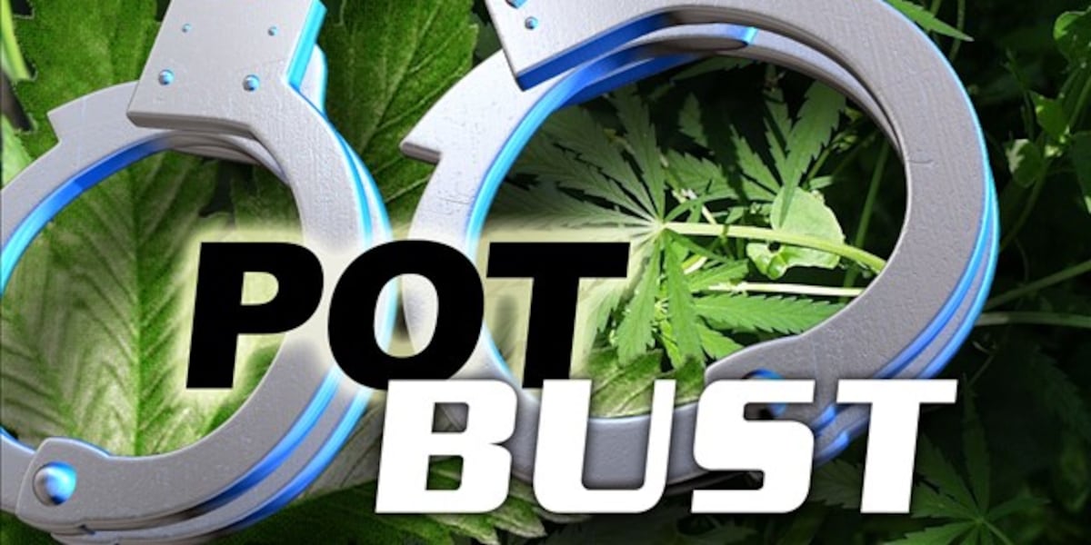 Traffic stop leads to pot bust