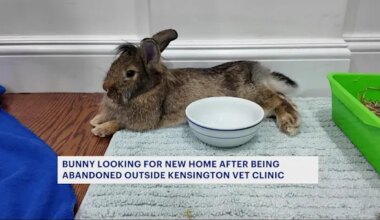 News 12 | Brooklyn | Permanent home sought for abandoned bunny rescued outside Kensington vet