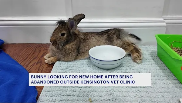 News 12 | Brooklyn | Permanent home sought for abandoned bunny rescued outside Kensington vet