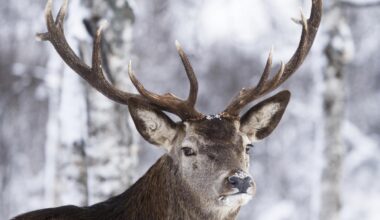 Something Very Illegal Is Happening In New York’s Deer Woods