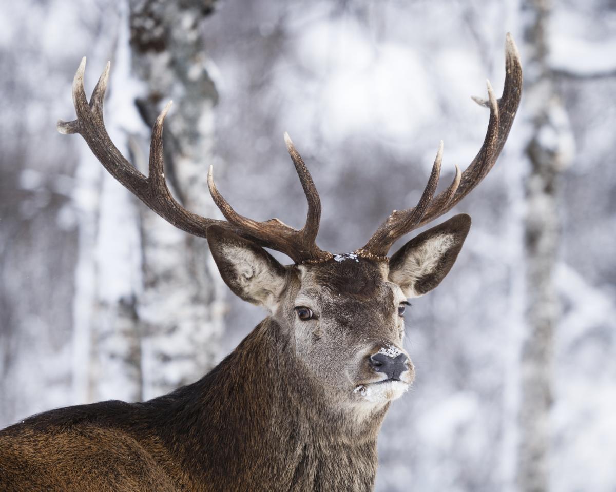 Something Very Illegal Is Happening In New York’s Deer Woods