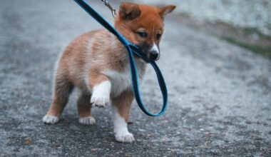 New York State Slapping Dog Owners With These Fines