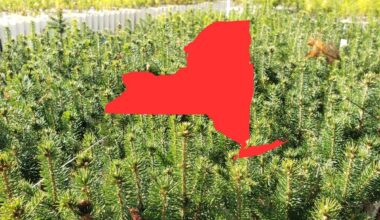 Join New York's Tree Planting Initiative For A Greener Future
