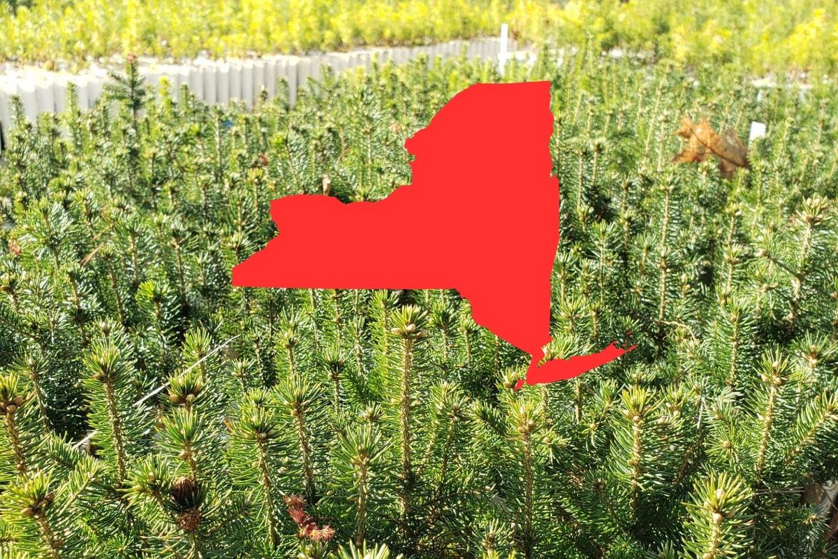 Join New York's Tree Planting Initiative For A Greener Future