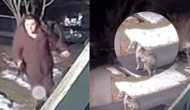 Reward Offered For Information On Dog Beating In Upstate New York