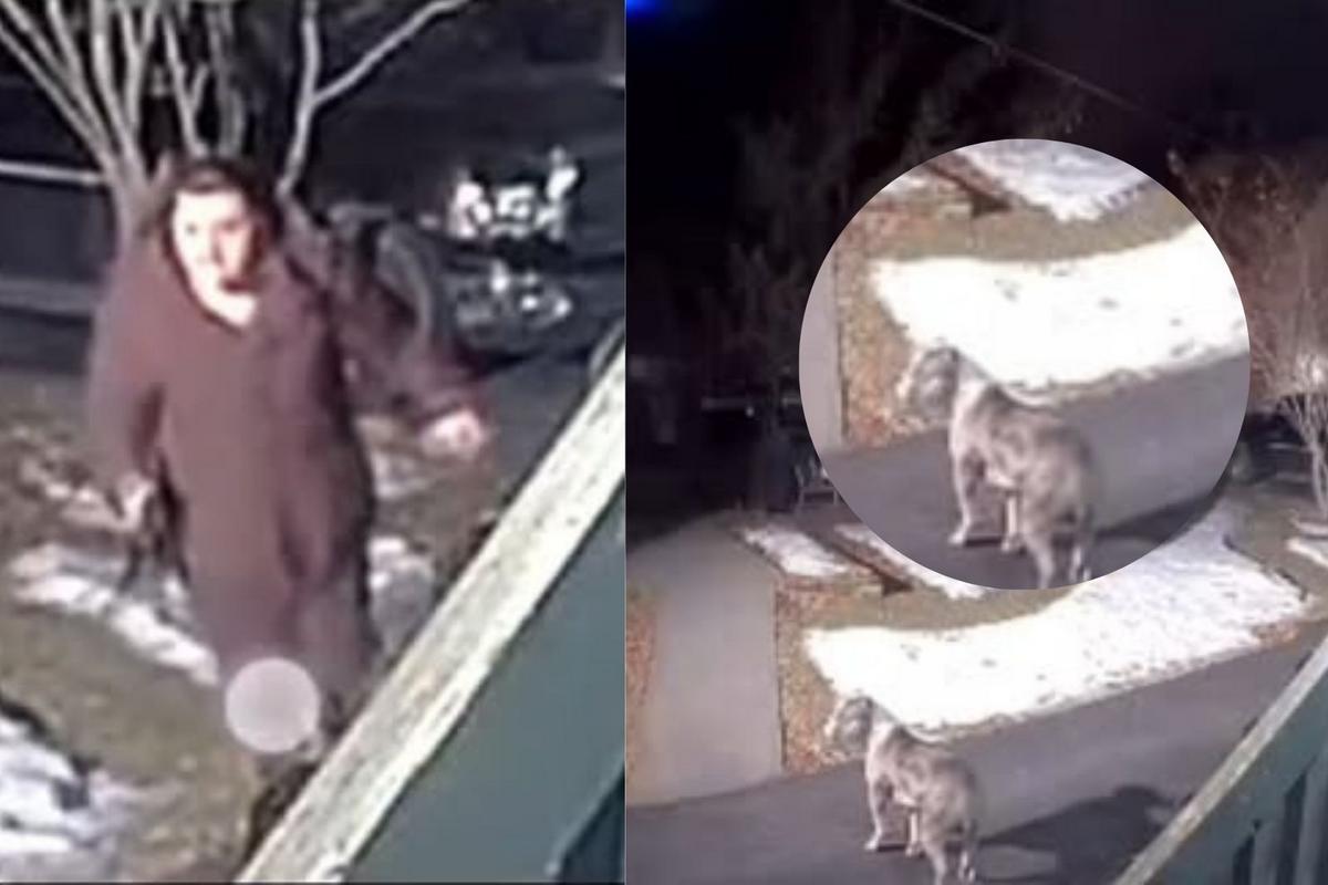 Reward Offered For Information On Dog Beating In Upstate New York