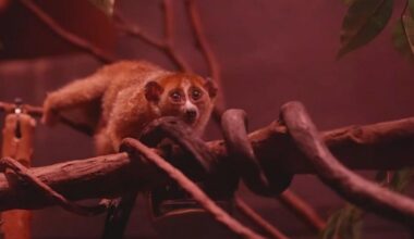 The Bronx Zoo Welcomes Newborn Pygmy Slow Loris