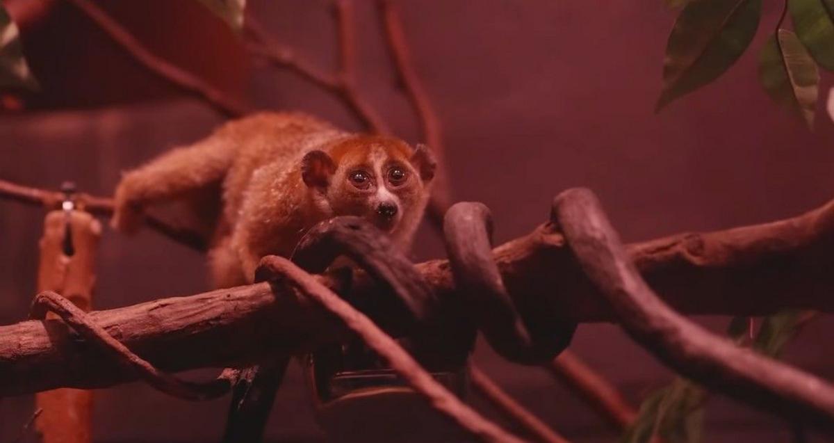 The Bronx Zoo Welcomes Newborn Pygmy Slow Loris