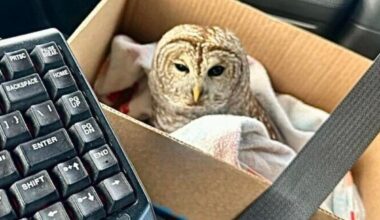 Heroic New York State Trooper Saves Injured Owl