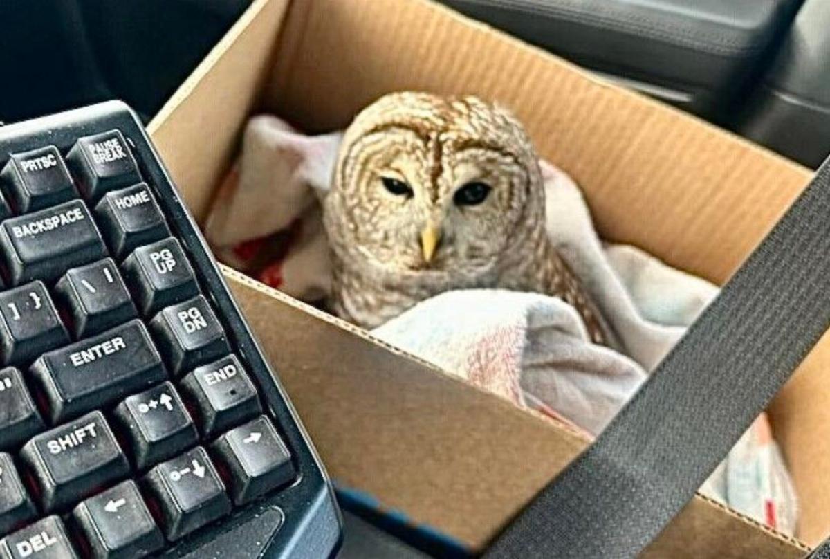 Heroic New York State Trooper Saves Injured Owl