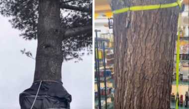 There's a General Store with a Tree Inside in Upstate New York