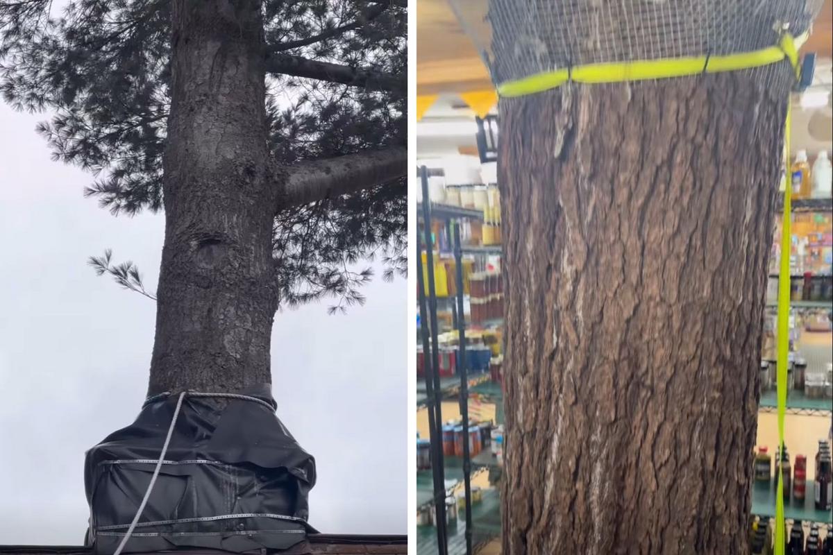 There's a General Store with a Tree Inside in Upstate New York