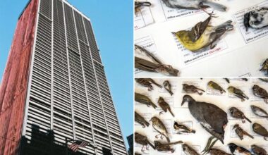 Exclusive | Record number of birds killed in NYC skyscraper strikes for second year in a row