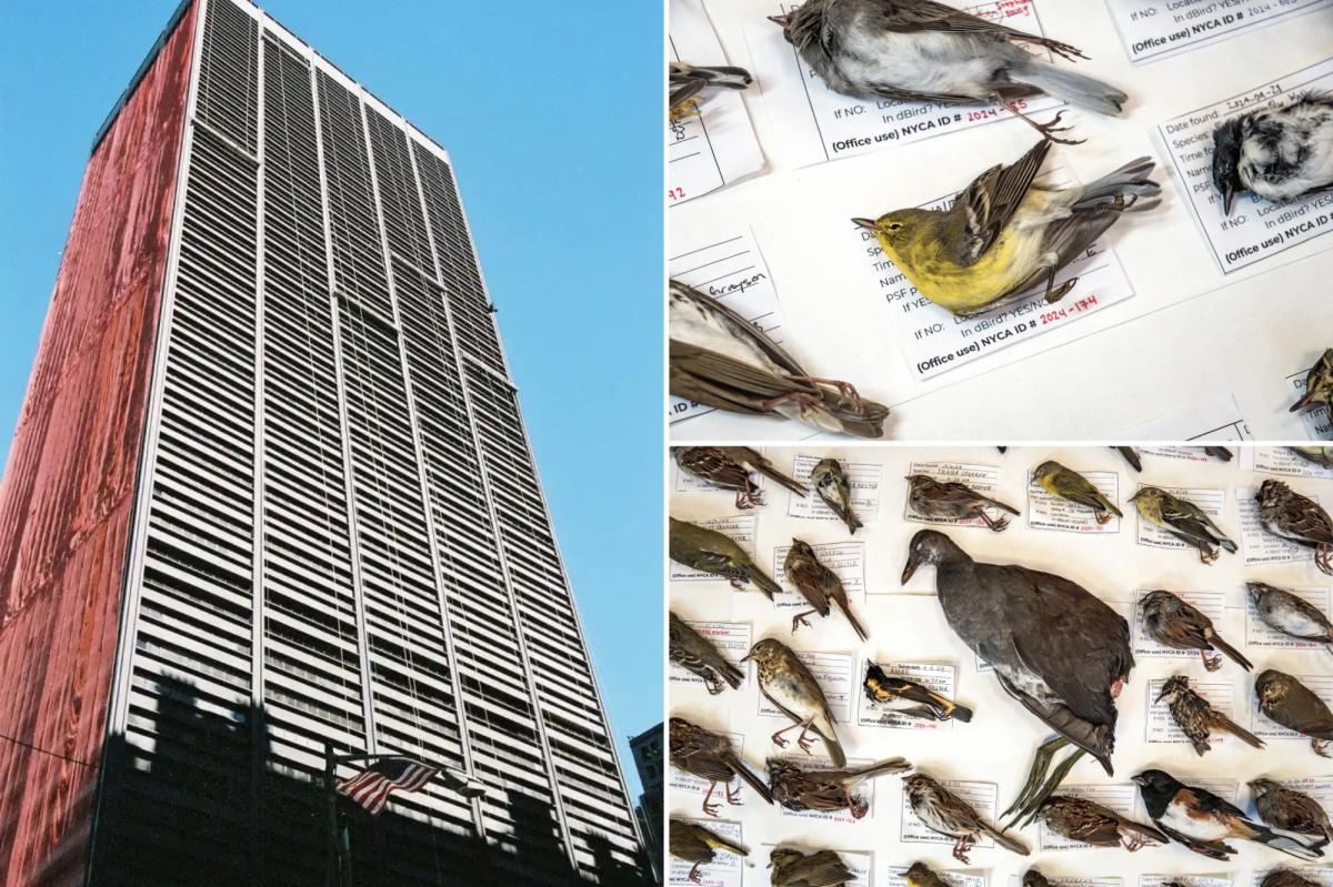 Exclusive | Record number of birds killed in NYC skyscraper strikes for second year in a row