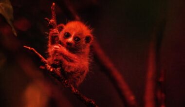 Pygmy Slow Loris – The Tanzania Times
