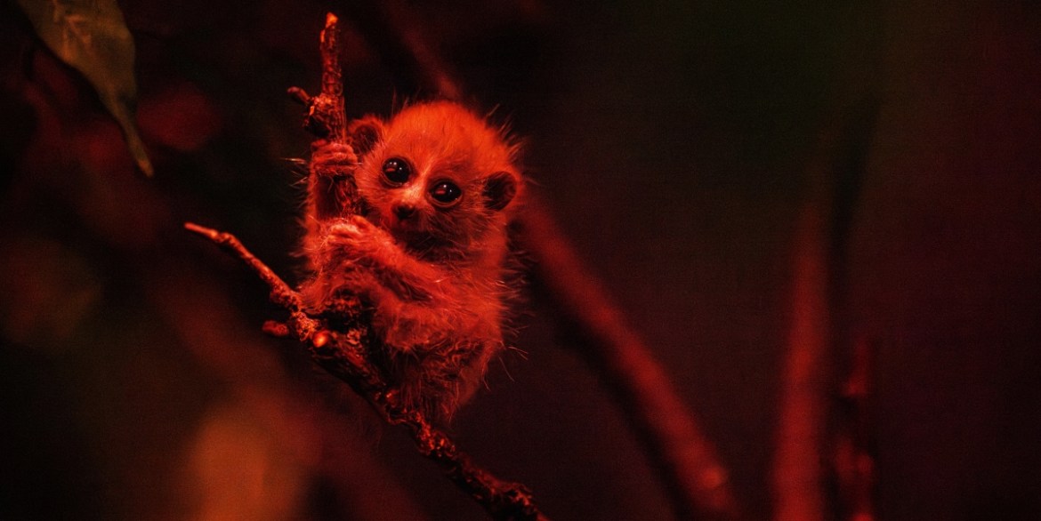 Pygmy Slow Loris – The Tanzania Times