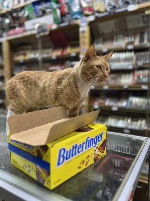 a fluffy cat standing in a bodega