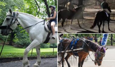 Horseback riding coming back to Central Park — even as activists work to get carriage rides banned