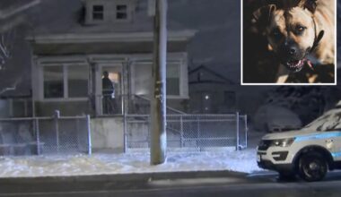 Man, 59, mauled to death by a pit bull in NYC home
