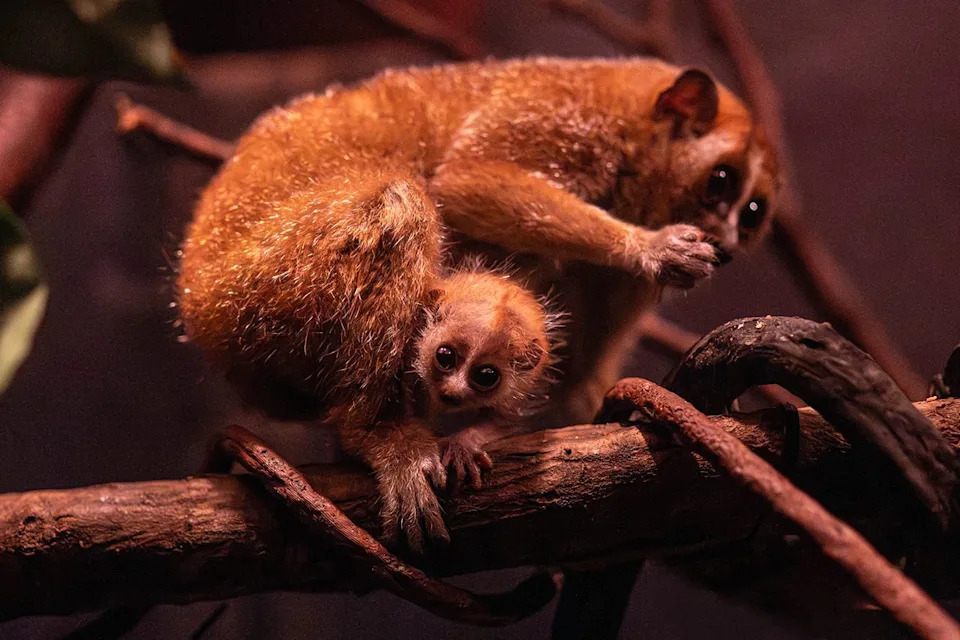 Terria Clay/Bronx Zoo Two pygmy slow loris at the Bronx Zoo.