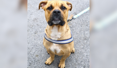 Woman arrested for abandoning dog with slashed throat near NY cemetery