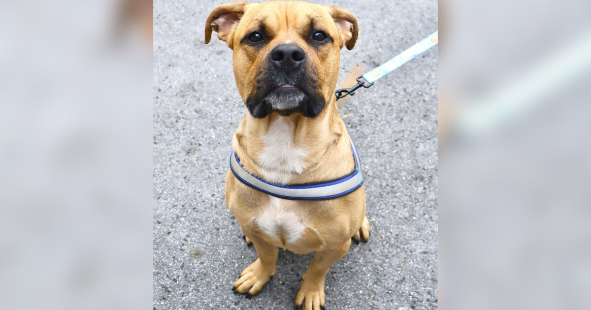 Woman arrested for abandoning dog with slashed throat near NY cemetery