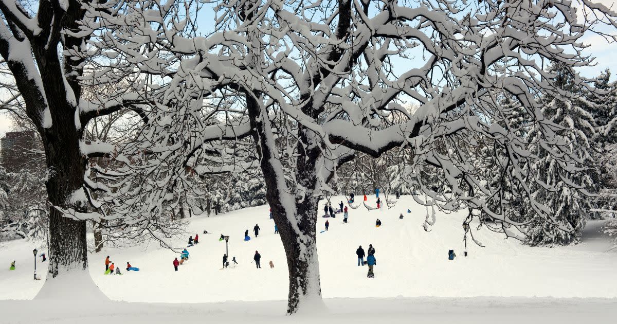 A picture of a large tree in Central Park covered in snow, and there's a large hill is the background with families and kids sledding.