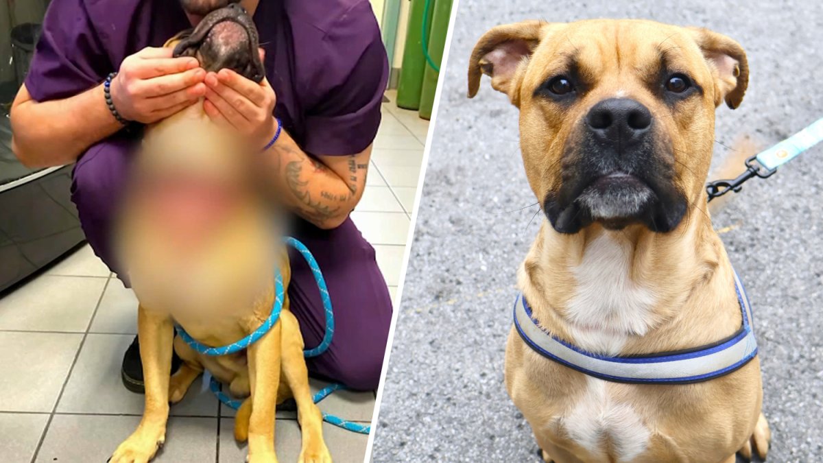 NY dog owner charged with animal cruelty after canine’s throat cut – NBC New York