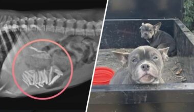 French bulldogs abandoned in NJ park, with glass in stomach of one – NBC New York