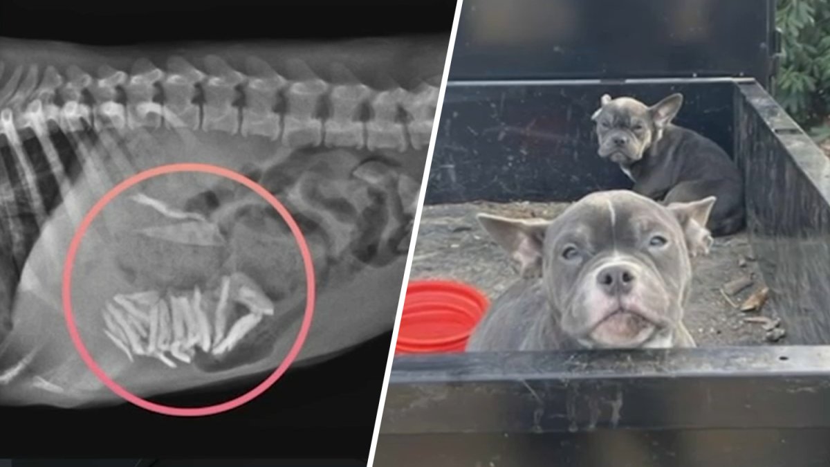 French bulldogs abandoned in NJ park, with glass in stomach of one – NBC New York