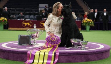 Westminster Kennel Club show returns to MSG for 150th year