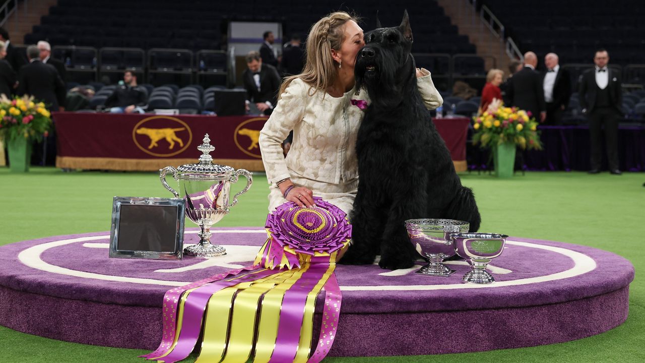 Westminster Kennel Club show returns to MSG for 150th year