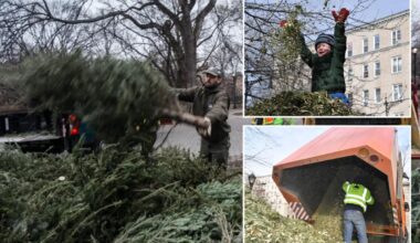 Number of Christmas trees recycled at NYC 'Mulchfest' drop, treeflation may be to blame